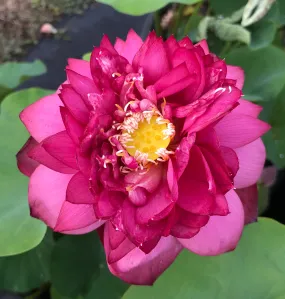 Jing Gang Shen Lotus <br> Tall - Brilliant-Red Heavy Bloomer!